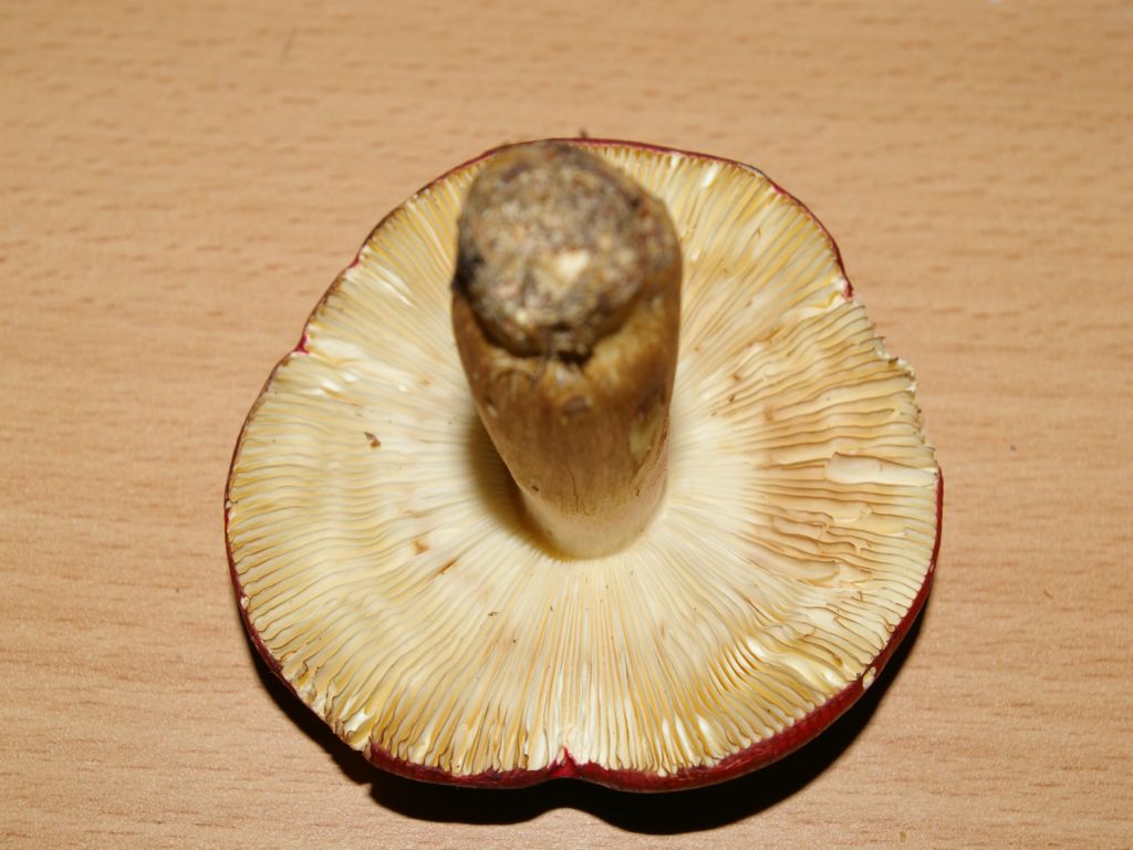 Russula xerampelina ?